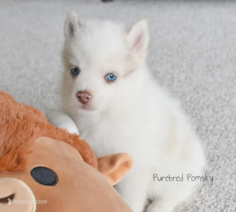 Teddy – Pomsky puppy for sale in Kansas City, MO