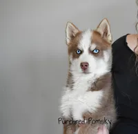 Walker Mini Pomsky, a male Pomsky for sale in Kansas City, MO – Photo 5 of 5