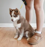 Walker Mini Pomsky, a male Pomsky for sale in Kansas City, MO – Photo 2 of 5