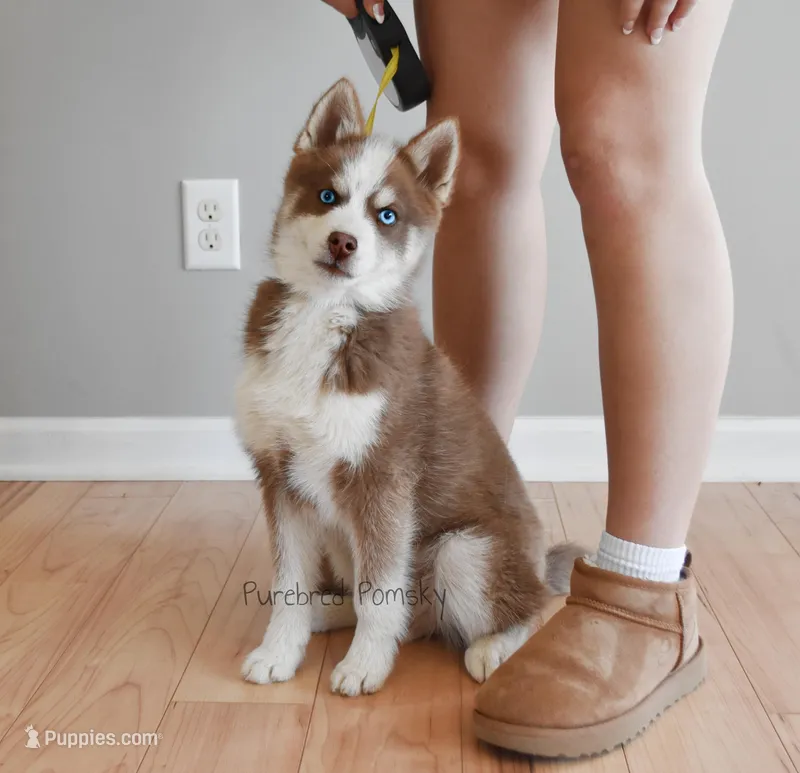 Walker Mini Pomsky – Pomsky puppy for sale in Kansas City, MO