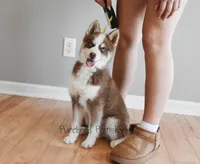 Walker Mini Pomsky, a male Pomsky for sale in Kansas City, MO – Photo 3 of 5