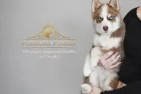 Walker Mini Pomsky, a male Pomsky for sale in Kansas City, MO – Photo 4 of 5