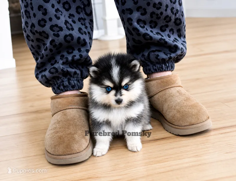 Atlas – Pomsky puppy for sale in Kansas City, MO