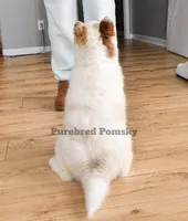 Teddy, a male Pomsky for sale in Kansas City, MO – Photo 5 of 6