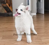 Teddy, a male Pomsky for sale in Kansas City, MO – Photo 6 of 6