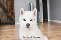 Teddy, a male Pomsky for sale in Kansas City, MO – Photo 3 of 6