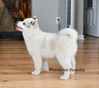 Teddy, a male Pomsky for sale in Kansas City, MO – Photo 4 of 6