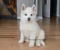 Teddy, a male Pomsky for sale in Kansas City, MO – Photo 2 of 6