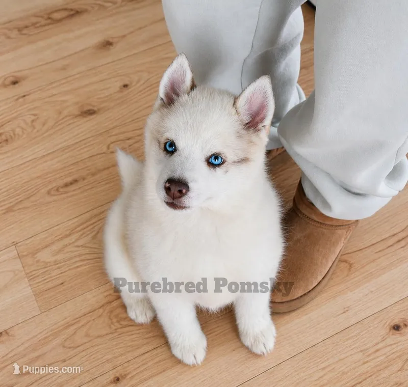 Teddy – Pomsky puppy for sale in Kansas City, MO