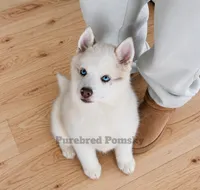 Teddy, a male Pomsky for sale in Kansas City, MO – Photo 1 of 6