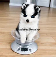 Pixie, a female Pomsky for sale in Kansas City, MO – 1 of 5