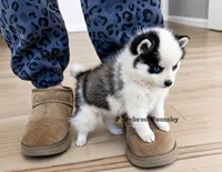 Pixie, a female Pomsky for sale in Kansas City, MO – 4 of 5