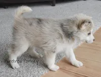 Ophelia, a female Pomsky for sale in Kansas City, MO – Photo 3 of 5