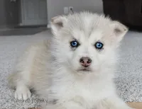 Ophelia, a female Pomsky for sale in Kansas City, MO – Photo 2 of 5