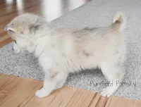 Ophelia, a female Pomsky for sale in Kansas City, MO – Photo 4 of 5