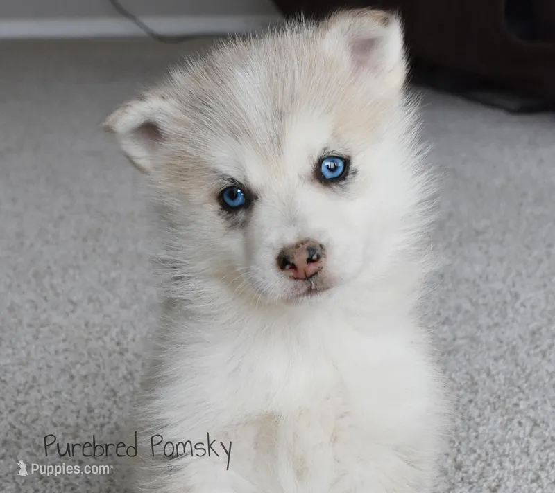 Ophelia – Pomsky puppy for sale in Kansas City, MO