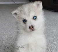 Ophelia, a female Pomsky for sale in Kansas City, MO – Photo 1 of 5