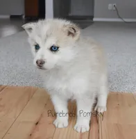 Ophelia, a female Pomsky for sale in Kansas City, MO – Photo 5 of 5