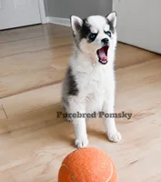 Lula, a female Pomsky for sale in Kansas City, MO – 3 of 6