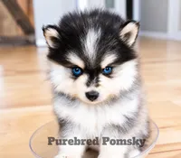 Atlas, a female Pomsky for sale in Kansas City, MO – 4 of 6