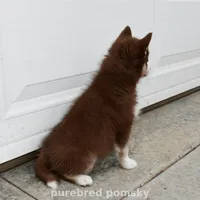 Truffle Teacup Pomsky, a female Pomsky for sale in Kansas City, MO – Photo 5 of 5