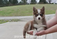Truffle Teacup Pomsky, a female Pomsky for sale in Kansas City, MO – Photo 4 of 5