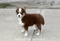Truffle Teacup Pomsky, a female Pomsky for sale in Kansas City, MO – Photo 3 of 5