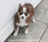 Truffle Teacup Pomsky, a female Pomsky for sale in Kansas City, MO – Photo 1 of 5
