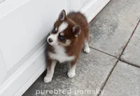 Truffle Teacup Pomsky, a female Pomsky for sale in Kansas City, MO – Photo 2 of 5