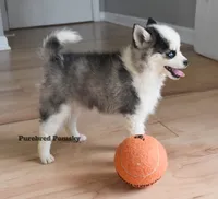 Tinker, a female Pomsky for sale in Kansas City, MO – 4 of 6
