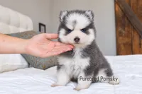 Bones, a male Pomsky for sale in Kansas City, MO – 3 of 5