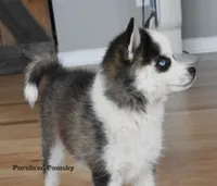 Tinker, a female Pomsky for sale in Kansas City, MO – 5 of 6