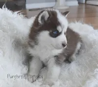 Moose, a male Pomsky for sale in Kansas City, MO – Photo 4 of 5