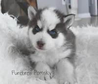 Moose, a male Pomsky for sale in Kansas City, MO – Photo 5 of 5