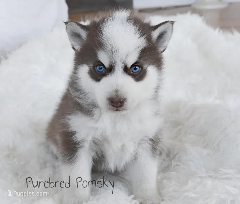 Moose – Pomsky puppy for sale in Kansas City, MO