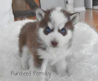 Moose, a male Pomsky for sale in Kansas City, MO – Photo 2 of 5