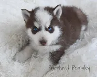 Moose, a male Pomsky for sale in Kansas City, MO – Photo 3 of 5