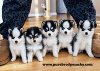 Atlas, a female Pomsky for sale in Kansas City, MO – 6 of 6