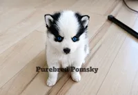 Pixie, a female Pomsky for sale in Kansas City, MO – 5 of 5