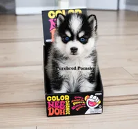 Koda, a male Pomsky for sale in Kansas City, MO – 2 of 5