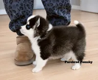 Koda, a male Pomsky for sale in Kansas City, MO – 4 of 5