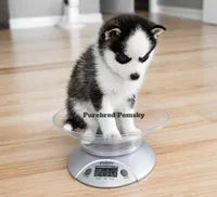 Tinker, a female Pomsky for sale in Kansas City, MO – 2 of 5