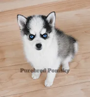 Lula, a female Pomsky for sale in Kansas City, MO – 5 of 6