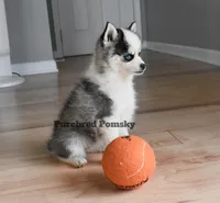 Lula, a female Pomsky for sale in Kansas City, MO – 6 of 6