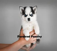 Lula, a female Pomsky for sale in Kansas City, MO – 2 of 6