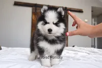 Binx, a male Pomsky for sale in Kansas City, MO – 2 of 5