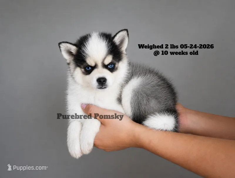 Lula – Pomsky puppy for sale in Kansas City, MO