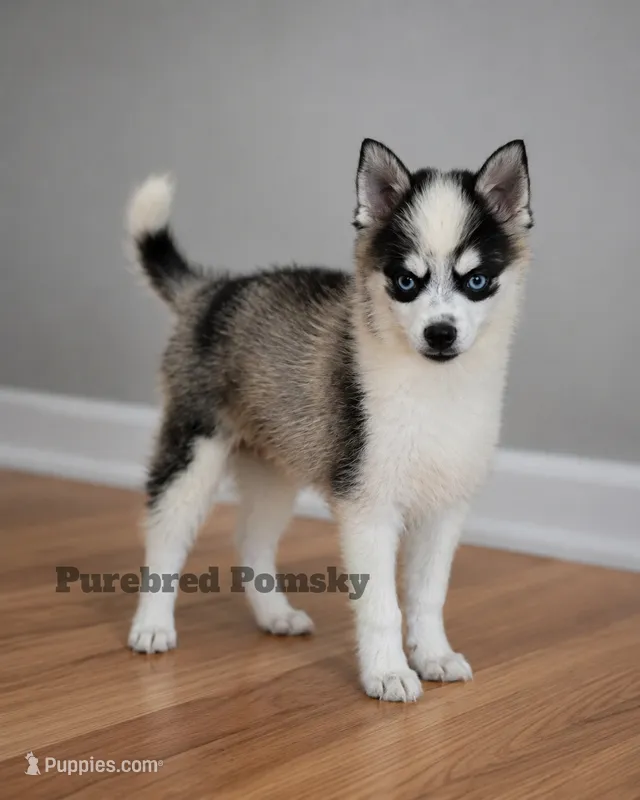 Lula – Pomsky puppy for sale in Kansas City, MO
