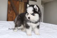 Binx, a male Pomsky for sale in Kansas City, MO – 5 of 5