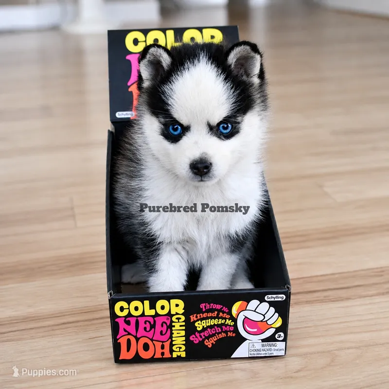 Tinker – Pomsky puppy for sale in Kansas City, MO